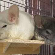 ヒメ日記 2025/10/14 04:26 投稿 さき club さくら日本橋店