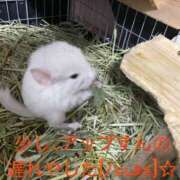 ヒメ日記 2025/10/15 14:26 投稿 さき club さくら日本橋店