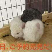 ヒメ日記 2025/10/19 09:56 投稿 さき club さくら日本橋店