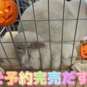 ヒメ日記 2025/10/25 13:06 投稿 さき club さくら日本橋店