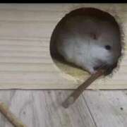 ヒメ日記 2025/11/08 13:06 投稿 さき club さくら日本橋店