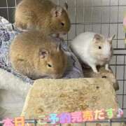 さき さき（clubさくら日本橋店） club さくら日本橋店