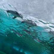 ヒメ日記 2026/01/05 21:56 投稿 さき club さくら日本橋店