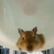 ヒメ日記 2026/01/10 21:36 投稿 さき club さくら日本橋店