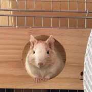 ヒメ日記 2026/01/20 05:26 投稿 さき club さくら日本橋店