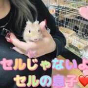 ヒメ日記 2026/02/17 22:19 投稿 さき club さくら日本橋店