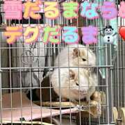 ヒメ日記 2026/02/20 11:46 投稿 さき club さくら日本橋店