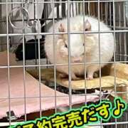 ヒメ日記 2026/02/22 10:02 投稿 さき club さくら日本橋店