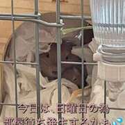 ヒメ日記 2026/03/01 09:58 投稿 さき club さくら日本橋店