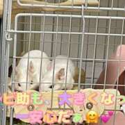 さき さき（clubさくら日本橋店） club さくら日本橋店