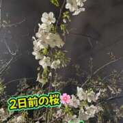 ヒメ日記 2026/03/31 10:06 投稿 さき club さくら日本橋店