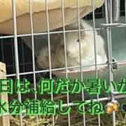 ヒメ日記 2026/04/06 10:11 投稿 さき club さくら日本橋店