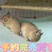 ヒメ日記 2026/04/11 09:59 投稿 さき club さくら日本橋店