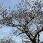 ヒメ日記 2025/04/08 13:00 投稿 かえで ニューティアラ