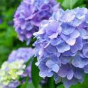 ヒメ日記 2025/06/02 14:46 投稿 かえで ニューティアラ