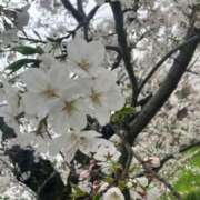 ヒメ日記 2025/04/05 14:50 投稿 あんな ドMバスターズ岡崎・安城・豊田店