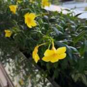 ヒメ日記 2025/09/08 19:27 投稿 ゆうか 沖縄素人図鑑