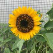 ヒメ日記 2025/06/07 09:39 投稿 さわ 多治見・土岐・春日井ちゃんこ