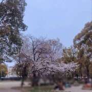 ヒメ日記 2025/04/11 19:54 投稿 梅園みさき ミセス大阪十三店