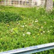 ヒメ日記 2026/04/24 16:43 投稿 梅園みさき ミセス大阪十三店