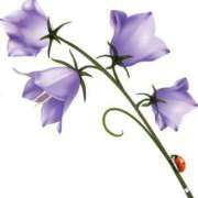 ヒメ日記 2024/12/17 19:40 投稿 みすず WHITE(ホワイト)