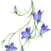 ヒメ日記 2024/12/18 17:11 投稿 みすず WHITE(ホワイト)