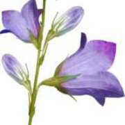 ヒメ日記 2024/12/21 18:11 投稿 みすず WHITE(ホワイト)