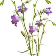 ヒメ日記 2024/12/22 17:30 投稿 みすず WHITE(ホワイト)