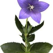 ヒメ日記 2024/12/24 18:46 投稿 みすず WHITE(ホワイト)