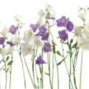 ヒメ日記 2024/12/25 18:30 投稿 みすず WHITE(ホワイト)