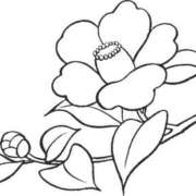 ヒメ日記 2025/03/01 21:30 投稿 みすず WHITE(ホワイト)