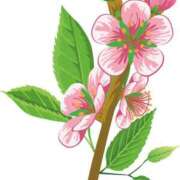 ヒメ日記 2025/03/11 19:47 投稿 みすず WHITE(ホワイト)