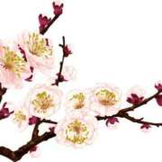 ヒメ日記 2025/03/21 17:17 投稿 みすず WHITE(ホワイト)