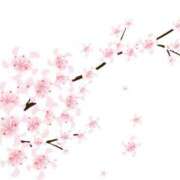 ヒメ日記 2025/03/24 20:43 投稿 みすず WHITE(ホワイト)