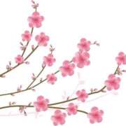 ヒメ日記 2025/03/26 21:29 投稿 みすず WHITE(ホワイト)