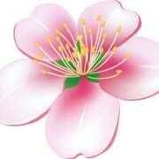 ヒメ日記 2025/04/12 23:33 投稿 みすず WHITE(ホワイト)