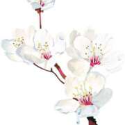 ヒメ日記 2025/04/27 18:37 投稿 みすず WHITE(ホワイト)