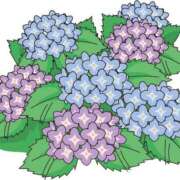 ヒメ日記 2025/06/15 19:09 投稿 みすず WHITE(ホワイト)