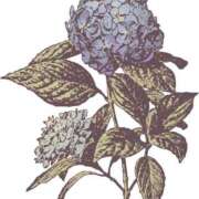 ヒメ日記 2025/06/20 19:58 投稿 みすず WHITE(ホワイト)