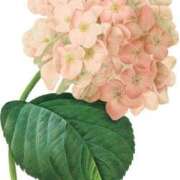 ヒメ日記 2025/07/02 18:57 投稿 みすず WHITE(ホワイト)