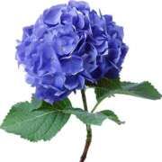 ヒメ日記 2025/07/05 20:55 投稿 みすず WHITE(ホワイト)