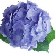 ヒメ日記 2025/07/07 12:04 投稿 みすず WHITE(ホワイト)