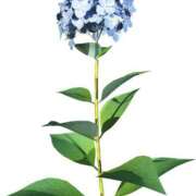 ヒメ日記 2025/07/08 18:52 投稿 みすず WHITE(ホワイト)