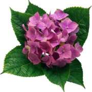 ヒメ日記 2025/07/11 21:15 投稿 みすず WHITE(ホワイト)