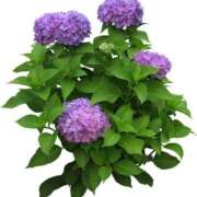 ヒメ日記 2025/07/12 18:59 投稿 みすず WHITE(ホワイト)