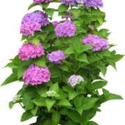 ヒメ日記 2025/07/14 04:16 投稿 みすず WHITE(ホワイト)