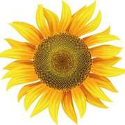 ヒメ日記 2025/07/19 19:16 投稿 みすず WHITE(ホワイト)