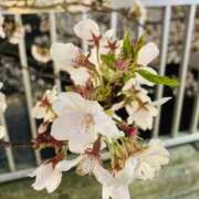 ヒメ日記 2025/04/10 17:00 投稿 こと 品川ミセスアロマ（ユメオト）