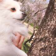 ヒメ日記 2025/03/27 00:49 投稿 しいな 横浜ミセスアロマ（ユメオト）