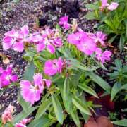 ヒメ日記 2025/02/07 10:38 投稿 ふゆみ ギン妻パラダイス 十三店